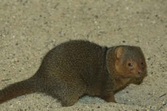 Dwarf mongoose (Helogale undulata), mongoose, mongoose, captive