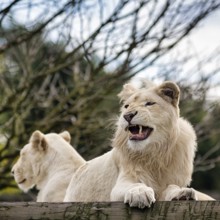 White lions (Panthera leo), pair, male pleading, colour mutation, leucism, portrait, captive,