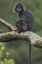 Javan lutung (Trachypithecus auratus), adult, food, feeding, captive