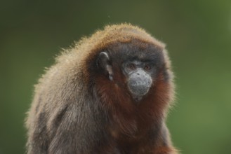 Coppery titi (Callicebus cupreus), portrait, adult, captive