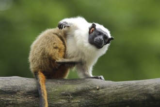 Pied (Callitrichidae) tamarin (Saguinus bicolor) (saguinus), portrait, adult, marmoset, marmoset