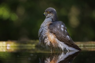 Eurasian sparrowhawk (Accipiter nisus) bathing at a waterhole in the forest, plumage erected, bird