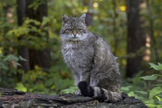 European Wildcat (Felis silvestris silvestris) portrait in forest, Germany, Europe