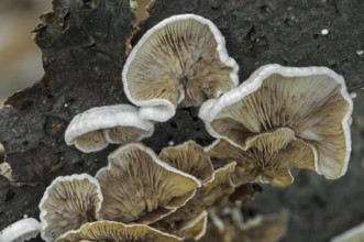 Underside showing gills of Common porecrust, Split gill (Schizophyllum commune) (Agaricus alneus)