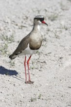 Crowned plover, Crowned lapwing (Vanellus coronatus), Etosha National Park, Namibia, South Africa,