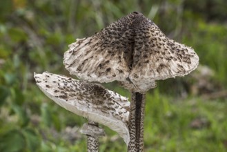 Two parasol mushrooms (Macrolepiota procera) in autumn, fall, close-up of caps