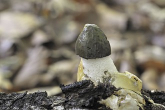 Common stinkhorn (Phallus impudicus), dickes-nipes emerging in autumn forest