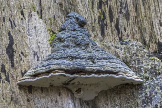 Artist's bracket, artist's conk, bear bread (Ganoderma applanatum) (Ganoderma lipsiense) on tree