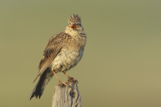 Eurasian Skylark (Alauda arvensis) singing from fence pole along field