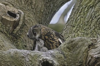 Eurasian eagle-owl (Bubo bubo), European eagle-owl female feeding chicks in nest in tree