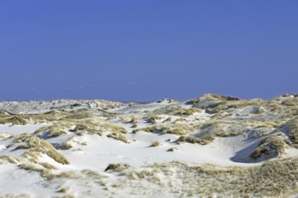 Sand dunes with marram grass at Amrum, North Frisian Islands in the wadden Sea on the German North