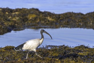 African sacred ibis (Threskiornis aethiopicus) introduced species foraging on seaweed covered beach