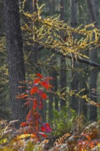 Northern red oak (Quercus rubra), champion oak (Quercus borealis) sapling showing red autumn