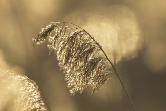 Close up of seed head, seedhead of common reed (Phragmites communis) in reed bed, reedbed in winter