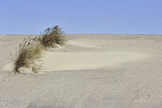 European marram grass (Ammophila arenaria), beachgrass growing as pioneer species on dyke along the