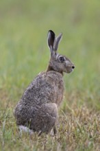 European Brown Hare (Lepus europaeus) sitting in grassland