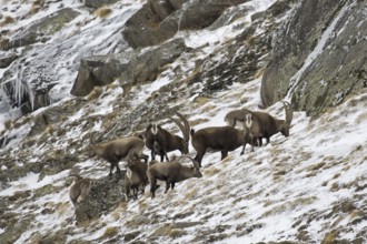 Herd of male Alpine ibexes (Capra ibex) foraging on mountain slope in the snow in winter, Gran