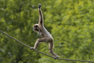 Lar gibbon, white-handed gibbon (Hylobates lar) balancing on rope in zoo, animal park, native to