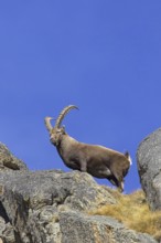 Alpine ibex (Capra ibex) male with large horns on mountain ridge in winter, Gran Paradiso National