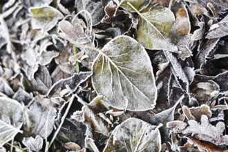 Winter impressions in the Sauerland in December 2016, Germany, Europe