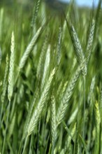 Close up of an ear of barley (hordeum vulgare) in a field. Auvergne Rhone Alpes. France