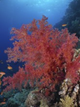 Hemprich's tree coral (Dendronephthya hemprichi), Fury Shoals reef dive site, Red Sea, Egypt,