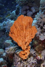 Elephant ear sponge (Acanthaster carteri), Dangerous Reef dive site, St Johns Reef, Saint Johns,