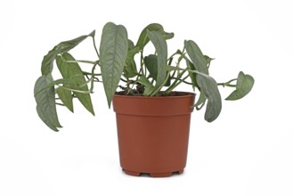 Tropical 'Epipremnum Pinnatum Cebu Blue' houseplant with silver-blue leaves in flower pot on white