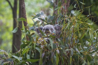 Koala (Phascolarctos cinereus), Lone Pine sanctuary, Brisbane, Queensland, Australia, Oceania