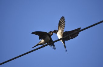 Common house martin (delichon urbicum) feeding its chick on a power line, Schleswig-Holstein,