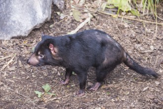 Tasmanian devil (Sarcophilus harrisii), Lone Pine sanctuary, Brisbane, Queensland, Australia,