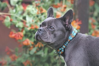 Black French Bulldog dog wearing rope collar in front of blurry flowers