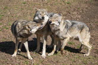 Gray wolves (Canis lupus), social behaviour, captive, Germany, Europe