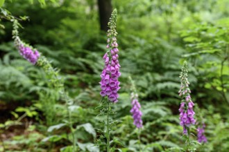 Foxglove Common foxglove (Digitalis purpurea), poisonous, Sasbachwalden, Black Forest,