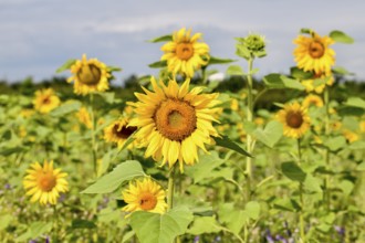 Sunflowers in a field near Bühl, flowers, Rastatt district, Black Forest, Baden-Württemberg,