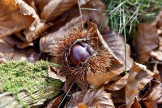 Chestnut (Castanea sativa), open chestnut on autumn leaves, near Seebach, Ortenaukreis, Black