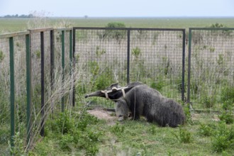 Giant anteater (Myrmecophaga tridactyla) with radio collar at the Conservation Land Trust breeding