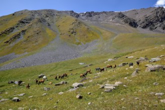 Horses on their summer pasture, West Karakol Valley, Tien Shan Mountains, Naryn region, Kyrgyzstan,