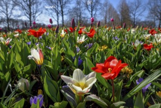 Flower splendour with colourful Tulips (Tulipa) and Crocus (Crocus) in spring, Keukenhof, Lisse,