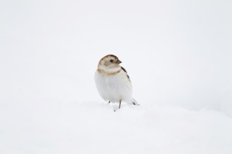 Snow bunting (Plectrophenax nivalis) adult bird on snow, Scotland, United Kingdom, Europe