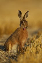 European brown hare (Lepus europaeus) adult sticking its tongue out in a farmland stubble field,