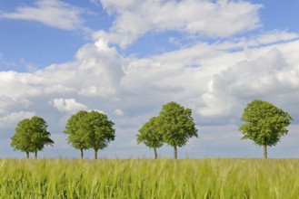 Linden trees (Tilia), row of trees by a green grain field, blue cloudy sky, North Rhine-Westphalia,