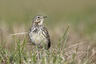 Raps (Anthus pratensis), in breeding territory, animal in dune vegetation, Lower Saxony Wadden Sea