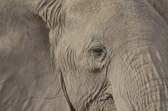 African Bush Elephant (Loxodonta africana), portrait, Amboseli National Park, Rift Valley Province,