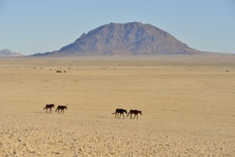 Namib desert horses (Equus ferus) in desert, near watering hole at Garub, Aus, Karas Region,