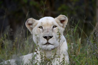 White Lion (Panthera leo), female animal, animal portrait, Tsau! nature reserve of the Global White