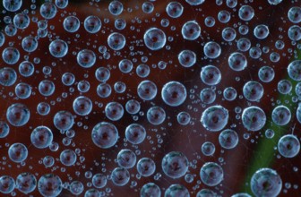 Drops of water in spider web