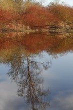 Red-coloured bark of willow bushes on the banks of the Peene in spring, reflection of a birch in