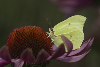 Brimstone (Gonepteryx rhamni) butterfly adult male feeding on a garden Coneflower (Echinacea