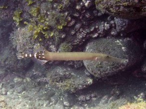 Atlantic cornetfish (Aulostomus strigosus), dive site Malpique, La Palma, Canary Islands, Spain,